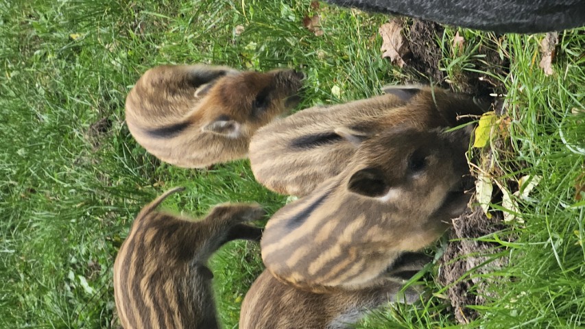 marcassins-lisiere-2