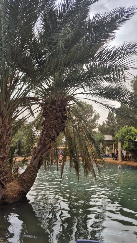 Oasis de Ksar Ghilane
